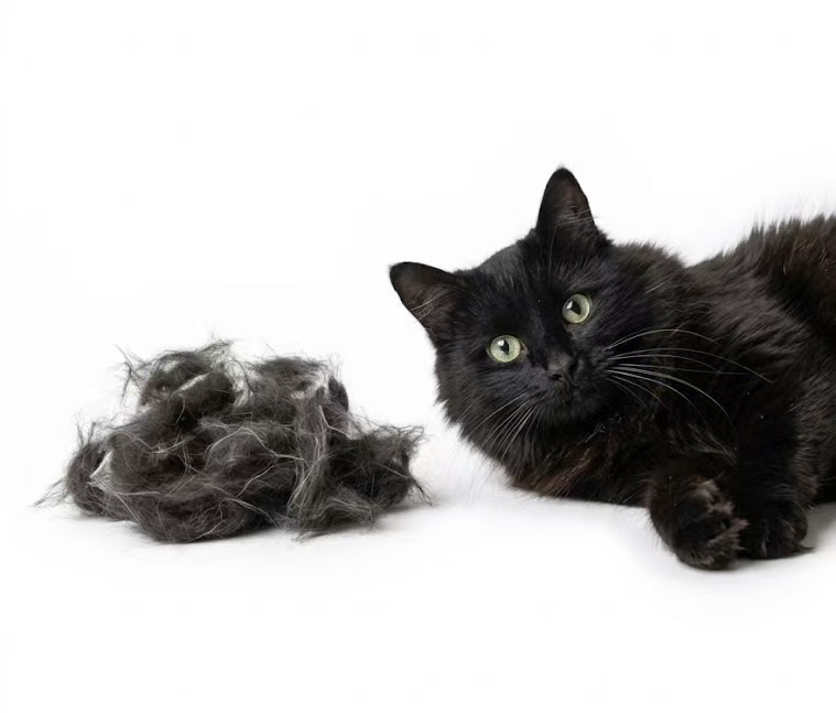 Black cat beside a collection of shed fur
